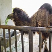 Vườn thú Nhật gặp khó khăn vì thiếu nguồn cung thức ăn